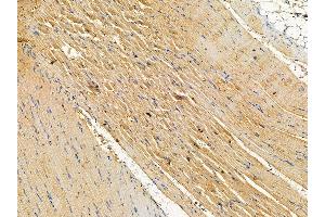 ABIN7095772 and ABIN7099834 at 1/100 staining rat muscle tissue by IHC-P.