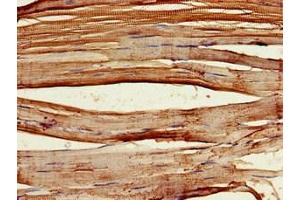 Immunohistochemistry of paraffin-embedded human skeletal muscle tissue using ABIN7162710 at dilution of 1:100 (PCID2 Antikörper  (AA 2-250))