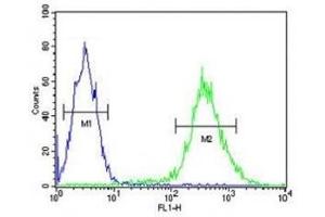 STING antibody flow cytometric analysis of Jurkat cells (green) compared to a negative control (blue). (STING/TMEM173 Antikörper  (AA 311-340))