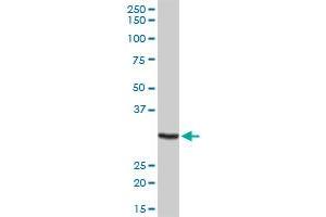 MPG MaxPab rabbit polyclonal antibody. (MPG Antikörper  (AA 1-293))