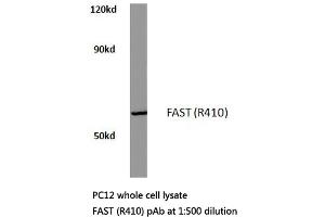Western blot (WB) analysis of FAST antibody in extracts from pc12 cells. (FASTK Antikörper)