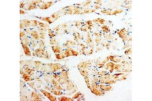 IHC-P: PMVK antibody testing of rat skeletal muscle tissue (PMVK Antikörper  (Middle Region))
