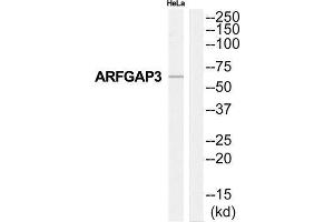 Western Blotting (WB) image for anti-ADP-Ribosylation Factor GTPase Activating Protein 3 (ARFGAP3) (Internal Region) antibody (ABIN1850707) (ARFGAP3 Antikörper  (Internal Region))