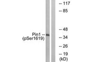 Western blot analysis of extracts from COS7 cells treated with insulin 0. (PIN1 Antikörper  (pSer16))