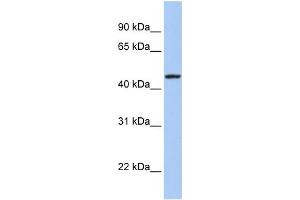 WB Suggested Anti-ROM1 Antibody Titration:  0. (ROM1 Antikörper  (Middle Region))