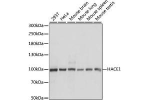 Western blot analysis of extracts of various cell lines, using H antibody (ABIN7267593) at 1:1000 dilution. (HACE1 Antikörper  (AA 1-100))