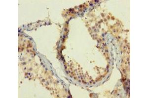 Immunohistochemistry of paraffin-embedded human testis tissue using ABIN7165112 at dilution of 1:100 (ATOH1 Antikörper  (AA 1-354))