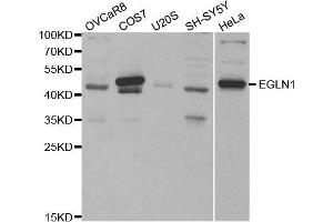 Western blot analysis of extracts of various cell lines, using EGLN1 antibody. (EGLN1 Antikörper)