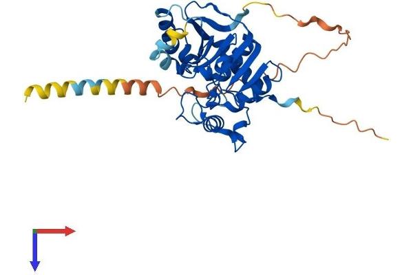 ST6GALNAC5 Protein (AA 1-336) (His tag)