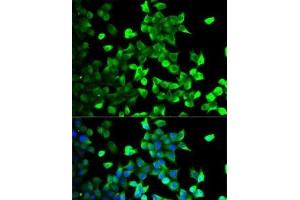 Immunofluorescence analysis of U2OS cells using FLOT1 Polyclonal Antibody (Flotillin 1 Antikörper)