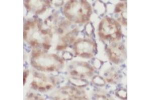 IHC-P analysis of human kidney tissue, using FOLR1 antibody (1/200). (FOLR1 Antikörper)