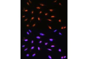 Immunofluorescence analysis of U2OS cells using LYAR Rabbit pAb  at dilution of 1:100. (LYAR Antikörper  (AA 10-160))