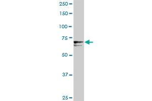 PROS1 MaxPab rabbit polyclonal antibody. (PROS1 Antikörper  (AA 1-676))