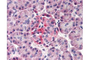 Anti-DERL3 antibody IHC of human pancreas. (Derlin-3 Antikörper  (N-Term))