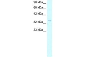 Western Blotting (WB) image for anti-Homeobox D12 (HOXD12) antibody (ABIN2460525) (HOXD12 Antikörper)