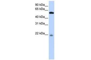 Image no. 1 for anti-Peptidase M20 Domain Containing 2 (PM20D2) (AA 252-301) antibody (ABIN6741115) (PM20D2 Antikörper  (AA 252-301))