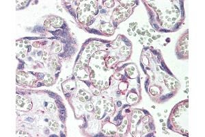 Anti-PSG3 antibody IHC staining of human placenta. (PSG3 Antikörper  (AA 22-50))