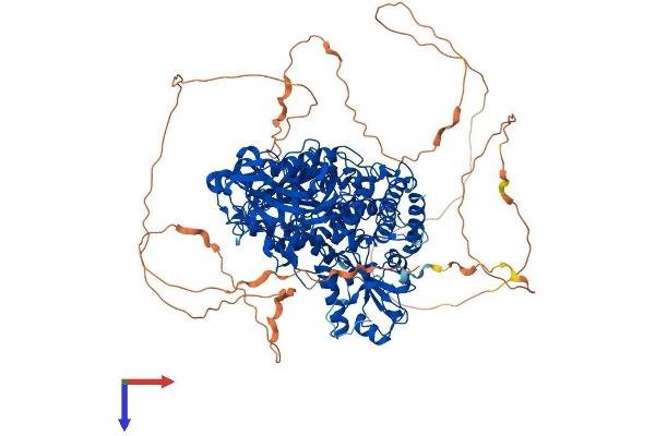 SEC24C Protein (AA 1-1094) (His tag)