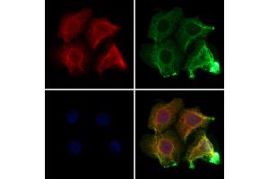 ABIN7094133 and ABIN7098177 staining Hela cells by IF/ICC. (CNKSR3 Antikörper  (N-Term))