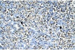 Immunohistochemical staining (Formalin-fixed paraffin-embedded sections) of human spleen with ASGR2 polyclonal antibody  at 4-8 ug/mL working concentration. (Asialoglycoprotein Receptor 2 Antikörper  (N-Term))
