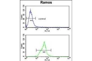 Neprilysin Antibody (C-term) (ABIN391499 and ABIN2841464) flow cytometry analysis of Ramos cells (bottom histogram) compared to a negative control cell (top histogram). (MME Antikörper  (C-Term))