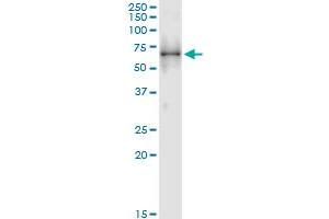 Immunoprecipitation of LYN transfected lysate using anti-LYN MaxPab rabbit polyclonal antibody and Protein A Magnetic Bead , and immunoblotted with LYN purified MaxPab mouse polyclonal antibody (B01P) . (LYN Antikörper  (AA 1-512))