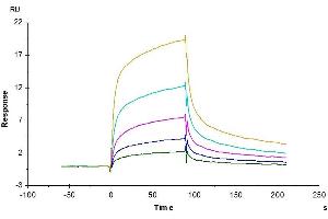 Anti-LILRB1 Antibody immobilized on CM5 Chip can bind Rhesus macaque LILRB1, hFc Tag with an affinity constant of 51. (LILRB1 Protein (AA 17-456) (Fc Tag))
