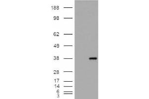 Image no. 2 for anti-Monoglyceride Lipase (MGLL) (Internal Region) antibody (ABIN375108) (MGLL Antikörper  (Internal Region))