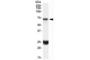 Western blot testing of human hippocampus lysate with HAP1 antibody at 0. (HAP1 Antikörper)