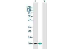 Western Blot analysis of CLPS expression in transfected 293T cell line by CLPS MaxPab polyclonal antibody. (CLPS Antikörper  (AA 1-112))