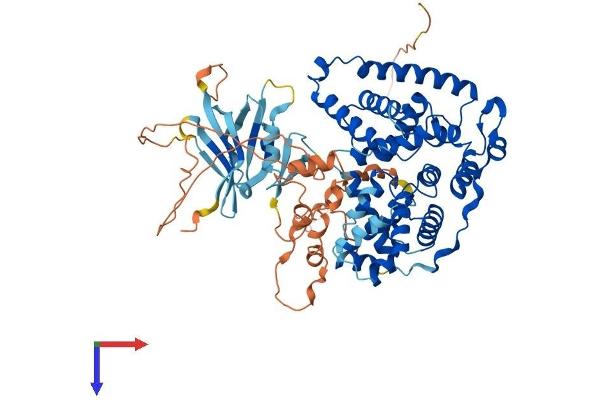 TBC1D17 Protein (AA 1-645) (His tag)