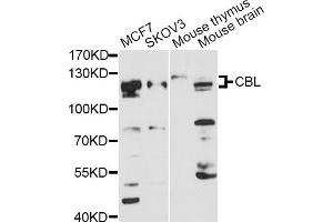 Western blot analysis of extracts of various cell lines, using CBL antibody (ABIN1871485) at 1:3000 dilution.