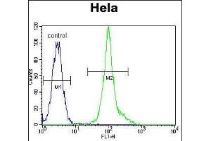 LCK Antibody (C-term) (ABIN650741 and ABIN2839450) flow cytometric analysis of Hela cells (right histogram) compared to a negative control cell (left histogram). (LCK Antikörper  (C-Term))