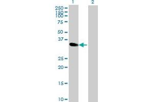 Western Blot analysis of MAD2L1BP expression in transfected 293T cell line by MAD2L1BP MaxPab polyclonal antibody. (MAD2L1BP Antikörper  (AA 1-274))