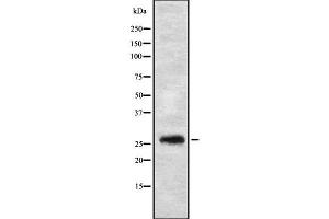 Western blot analysis FGFBP3 using HT29 whole cell lysates