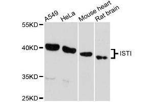 Western blot analysis of extracts of various cell lines, using IST1 antibody. (IST1 Antikörper)
