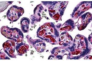 Human Placenta: Formalin-Fixed, Paraffin-Embedded (FFPE) (FGF1 Antikörper  (AA 46-155))