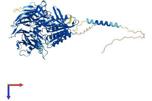 DPP6 Protein (AA 1-804) (His tag)