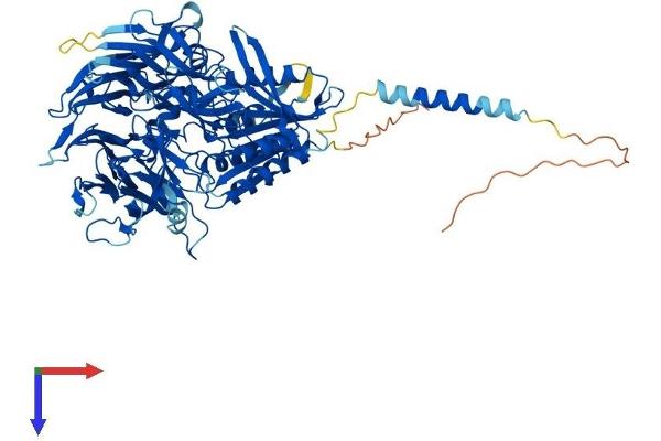 DPP6 Protein (AA 1-804) (His tag)