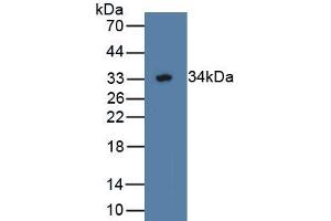 WWP2 Antikörper  (AA 601-870)
