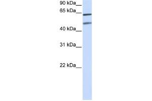 WB Suggested Anti-OPTN Antibody Titration:  0. (OPTN Antikörper  (N-Term))