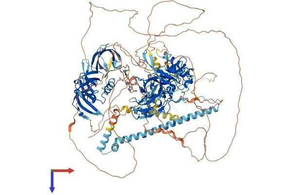 SETDB1 Protein (AA 1-1291) (His tag)