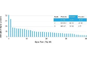Protein Array (PAr) image for anti-Glutamate Receptor 1 (GLUR1) antibody (ABIN7456040) (Glutamate Receptor 1 Antikörper)