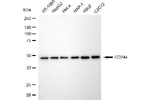 Western blotting analysis using CD244 antibody (ABIN7799561).