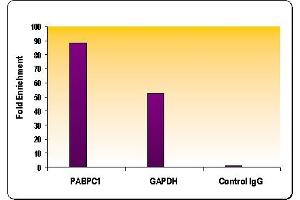 Chromatin Immunoprecipitation (ChIP) image for anti-Histone H4 (acLys8) antibody (ABIN6972138)