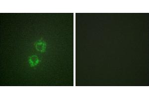 P-peptide - +Immunofluorescence analysis of HeLa cells, using 14-3-3 θ/τ (Phospho-Ser232) antibody. (14-3-3 theta Antikörper  (pSer232))
