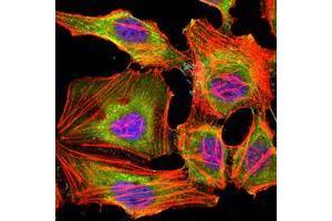 Immunofluorescence analysis of Hela cells using KDM3A mouse mAb (green). (KDM3A Antikörper)