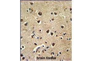 Formalin-fixed and paraffin-embedded human brain tissue reacted with BLC Antibody (N-term), which was peroxidase-conjugated to the secondary antibody, followed by DAB staining. (BAALC Antikörper  (N-Term))