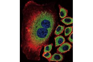 Immunofluorescence (IF) image for anti-Sialidase 2 (Cytosolic Sialidase) (NEU2) antibody (ABIN2996578) (NEU2 Antikörper)