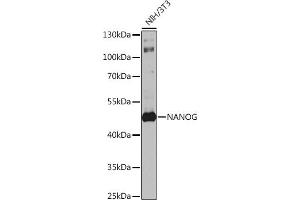 Western blot analysis of extracts of NIH/3T3 cells, using Nanog antibody (ABIN1680964, ABIN3017620, ABIN3017621 and ABIN6220166) at 1:1000 dilution. (Nanog Antikörper  (AA 1-100))